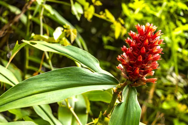Güneydoğu Asya 'da Chiang Mai Amphoe Mueang Mai Tayland' da orman ormanlarındaki çalılıklarda pembe tropikal çiçekler ve çiçekler..