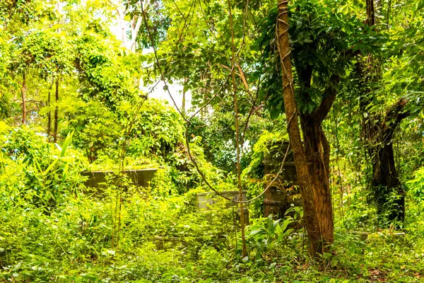 Güneydoğu Asya 'daki Chiang Mai Amphoe Mueang Mai Tayland' da yeşil bitki ağaçları ve palmiye ağaçları olan vahşi tropikal yağmur ormanları..