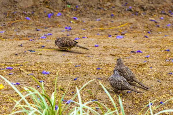 Centro Historico City Mexico 'da yiyecek arayan küçük kumru güvercin kuşları..