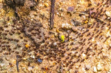 Güneydoğu Asya 'daki Chiang Mai Amphoe Mueang Chiang Mai Tayland' da kızıl orman topraklarında bir sürü kırmızı karınca termitleri var..