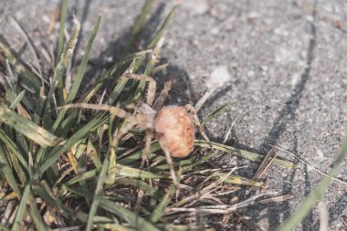 Leninskiy Rayon Brest Brest Bölgesi Belarus 'ta geniş arkası olan büyük sarı haç örümceği..