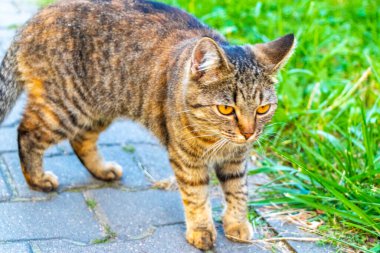 Leninskiy Rayon Brest Bölgesi Belarus 'ta altın sarısı gözlü güzel bir kedi..