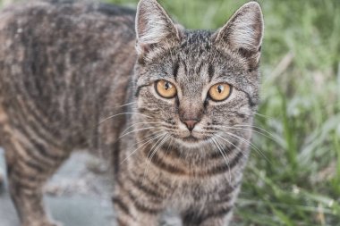 Leninskiy Rayon Brest Bölgesi Belarus 'ta altın sarısı gözlü güzel bir kedi..