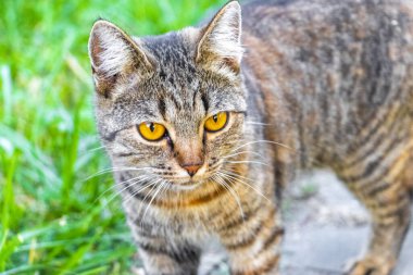 Leninskiy Rayon Brest Bölgesi Belarus 'ta altın sarısı gözlü güzel bir kedi..