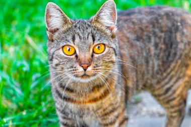 Leninskiy Rayon Brest Bölgesi Belarus 'ta altın sarısı gözlü güzel bir kedi..
