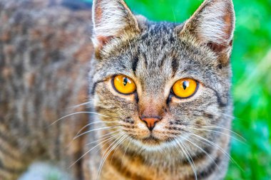 Leninskiy Rayon Brest Bölgesi Belarus 'ta altın sarısı gözlü güzel bir kedi..