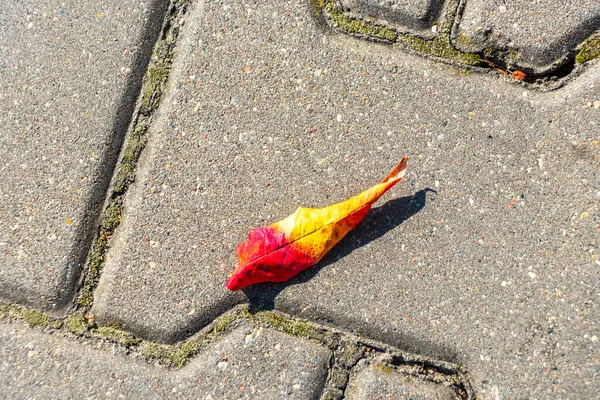 Leninskiy Rayon Brest Bölgesi Belarus 'ta kırmızı turuncu sarı renkte yeşillikler..