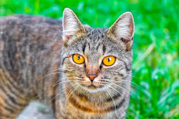 Leninskiy Rayon Brest Bölgesi Belarus 'ta altın sarısı gözlü güzel bir kedi..