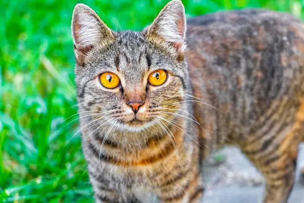 Leninskiy Rayon Brest Bölgesi Belarus 'ta altın sarısı gözlü güzel bir kedi..