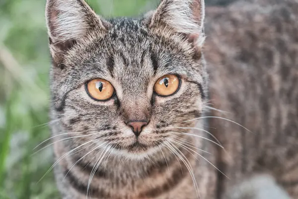 Leninskiy Rayon Brest Bölgesi Belarus 'ta altın sarısı gözlü güzel bir kedi..