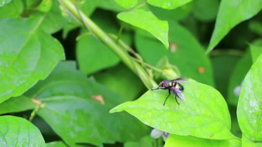 Güneydoğu Asya 'daki Chiang Mai Amphoe Mueang Mai Tayland tropikal ormanlarında yeşil, parlak bir sinek..