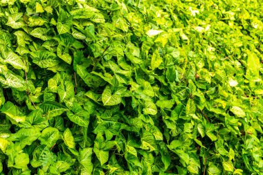 Güneydoğu Asya 'daki Chiang Mai Amphoe Mueang Mai Tayland' da yeşil tropik bitkiler çalılık arka plan bırakır..