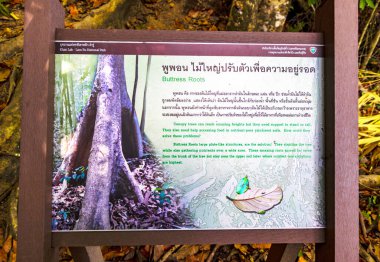 Khuekkhak Phang Nga Tayland 09. Şubat 2020 Khao Lak Lam Ru Ulusal Parkı Tayland 'da kökleri ve bilgi tabelaları olan dev bir ağaç..