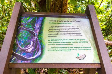 Khuekkhak Phang Nga Tayland 09. Şubat 2020 Khao Lak Lak Ru Ulusal Parkı Tayland 'daki tropikal ormanda Liana ağaç kökleri kök bilgi panosu.