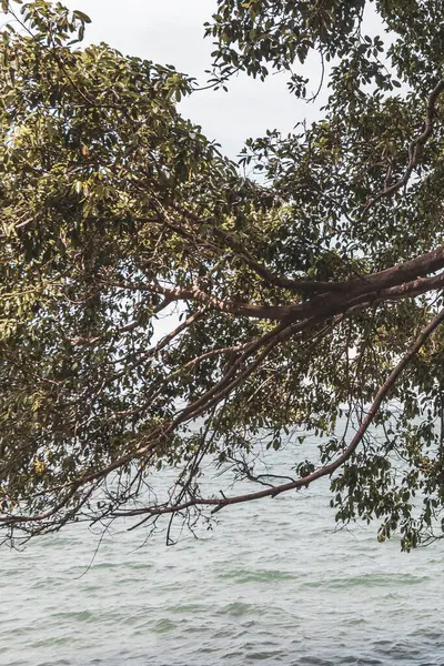 Güzel tropikal orman doğa doğa deniz kıyısı Khao Lak Lak Ru Ulusal Parkı Khuekkhak Amphoe Takua Pa Phang Nga Tayland 'da dalgalar ve plajlar.