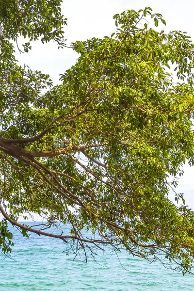 Güzel tropikal orman doğa doğa deniz kıyısı Khao Lak Lak Ru Ulusal Parkı Khuekkhak Amphoe Takua Pa Phang Nga Tayland 'da dalgalar ve plajlar.