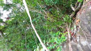 Güneydoğu Asya 'daki Khao Lak Lam Ru Ulusal Parkı Khuekkhak Amphoe Takua Pa Phang Nga Tayland' daki tropikal ormanların ağaç kökleri..