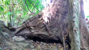 Güneydoğu Asya 'da Khao Lak Ru Ulusal Parkı Khuekkhak Amphoe Takua Pa Phang Nga Tayland' da kökleri olan dev bir ağaç..