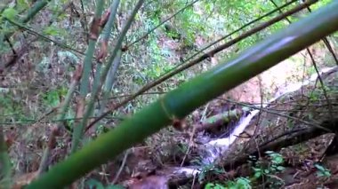 Güzel şelale nehri buharlı gölü Doi Suthep Yürüyüş Patikası Wat Pha Lat tropikal orman doğa ormanı Chiang Mai Amphoe Mueang Chiang Mai Tayland, Güney Asya.