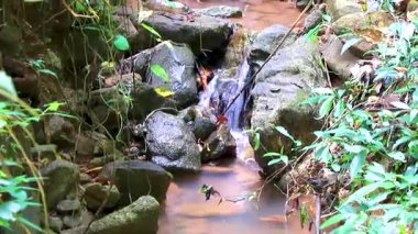 Güzel şelale nehri buharlı gölü Doi Suthep Yürüyüş Patikası Wat Pha Lat tropikal orman doğa ormanı Chiang Mai Amphoe Mueang Chiang Mai Tayland, Güney Asya.