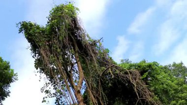 Güneydoğu Asya 'daki Chiang Mai Amphoe Mueang Mai Tayland' da yeşil bitki ağaçları ve palmiye ağaçları olan vahşi tropikal yağmur ormanları..