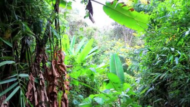 Güneydoğu Asya 'daki Chiang Mai Amphoe Mueang Mai Tayland' da yeşil bitki ağaçları ve palmiye ağaçları olan vahşi tropikal yağmur ormanları..
