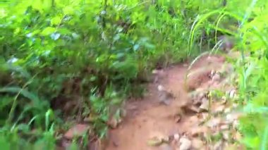 Tropikal orman ve orman yağmur ormanları Chiang Mai Amphoe Mueang Mai Tayland 'daki dağ zirvesine kadar doğa yolunda yürüyüş yapar..