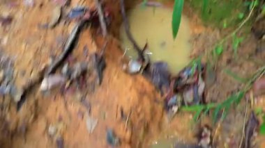 Tropikal orman ve orman yağmur ormanı maceraları doğa yoluyla Chiang Mai Amphoe Mueang Mai Tayland 'ın güneydoğu Asya' daki dağ zirvesine doğru yürüyüş yapar..