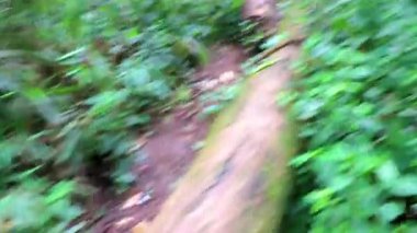 Tropikal orman ve orman yağmur ormanları Chiang Mai Amphoe Mueang Mai Tayland 'daki dağ zirvesine kadar doğa yolunda yürüyüş yapar..