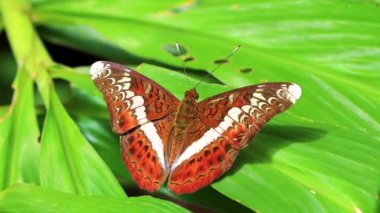 Güney Asya 'daki Chiang Mai Amphoe Mueang Mai Tayland' da tropikal doğada yaşayan beyaz kelebek kelebekleri..