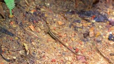 Kertenkele, Güney Asya 'daki Chiang Mai Amphoe Mueang Mai Tayland' da tropikal doğada kumlu zeminde koşup duruyor..