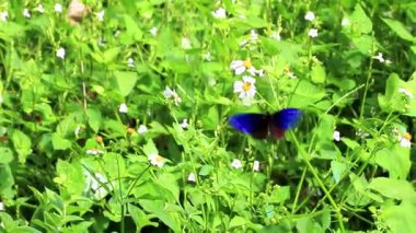 Güneydoğu Asya 'daki Chiang Mai Amphoe Mueang Mai Tayland' daki tropik kahverengi ve mavi kelebek kelebekleri kelebekleri..
