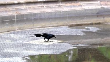 Büyük Kuyruklu Grackle Quiscalus Meksika erkek kuşu Mexico City 'deki Alameda Central Park' taki bir çeşmeden su içiyor..