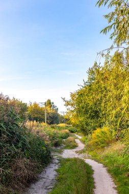 Leninskiy Rayon Brest İlçe Brest Bölgesi Belarus 'ta bir orman yolu ve patika üzerinde kırsal köyde doğa yürüyüşü.