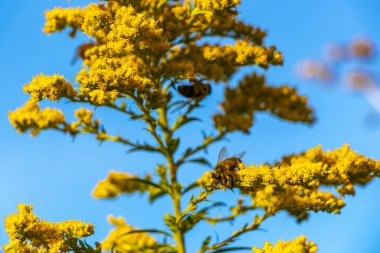 Beyaz Rusya 'nın Leninskiy Rayon Brest Bölgesi' nde sarı bahçe bitkileri ve çiçekler.
