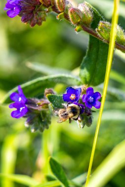 Leninskiy Rayon Brest Bölgesi Belarus 'ta mavi ve mor yaz bahçesi bitkileri ve çiçekler.