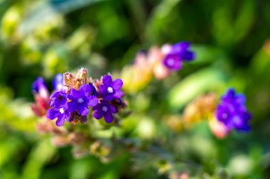 Leninskiy Rayon Brest Bölgesi Belarus 'ta mavi ve mor yaz bahçesi bitkileri ve çiçekler.