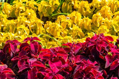 Sarı kırmızı ve pembe yaz bahçesi bitkileri ve çiçekler Leninskiy Rayon Brest Brest Bölgesi Belarus.