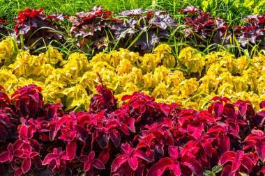 Sarı kırmızı ve pembe yaz bahçesi bitkileri ve çiçekler Leninskiy Rayon Brest Brest Bölgesi Belarus.