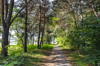 Leninskiy Rayon Brest İlçe Brest Bölgesi Belarus 'ta bir orman yolu ve patika üzerinde kırsal köyde doğa yürüyüşü.