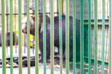 Bielaviezskaja Pusca Ulusal Parkı Bialowieza Ormanı Kamyanyets İlçe Brest Bölgesi 'nde bir kafeste büyük siyah ayı hayvanı..