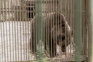 Bielaviezskaja Pusca Ulusal Parkı Bialowieza Ormanı Kamyanyets İlçe Brest Bölgesi 'nde bir kafeste büyük siyah ayı hayvanı..