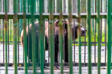 Bielaviezskaja Pusca Ulusal Parkı Bialowieza Ormanı Kamyanyets İlçe Brest Bölgesi 'nde bir kafeste büyük siyah ayı hayvanı..