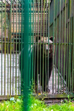 Bielaviezskaja Pusca Ulusal Parkı Bialowieza Ormanı Kamyanyets İlçe Brest Bölgesi 'nde bir kafeste büyük siyah ayı hayvanı..