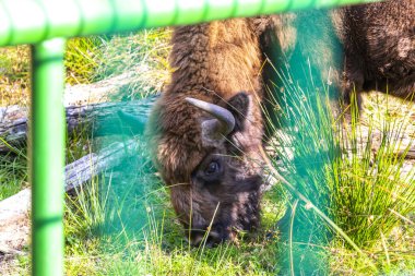 Bielaviezskaja Pusca Ulusal Parkı Bialowieza Ormanı Kamyanyets Bölgesi Belarus Bölgesi 'nde çitlerin arkasında bizon bizonları bilge..
