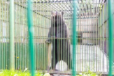 Bielaviezskaja Pusca Ulusal Parkı Bialowieza Ormanı Kamyanyets İlçe Brest Bölgesi 'nde bir kafeste büyük siyah ayı hayvanı..