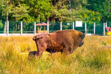 Bielaviezskaja Pusca Ulusal Parkı Bialowieza Ormanı Kamyanyets Bölgesi Belarus Bölgesi 'nde bizon bizonları bizonları bilge..
