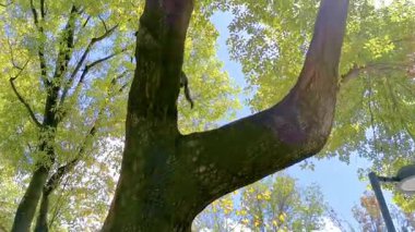 Güzel kırmızı gri sincap Centro Historico Mexico City 'nin dalında oturuyor..