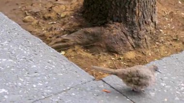 Centro Historico City Mexico 'da yerde yiyecek arayan küçük gri güvercin kuşları..