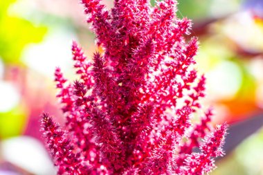 Leninskiy Rayon Brest Bölgesi Belarus 'ta kırmızı mor ve pembe yaz bahçesi bitkileri ve çiçekler.